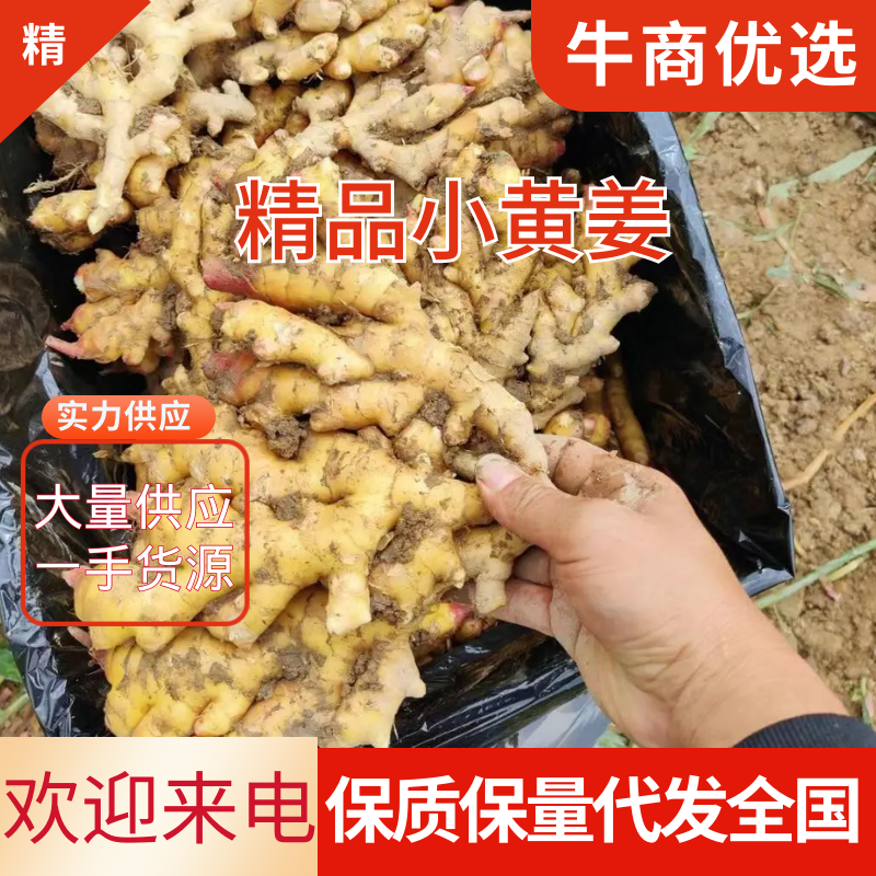 【推荐】山东小黄姜品类齐全市场货电商货商超货。保质保量