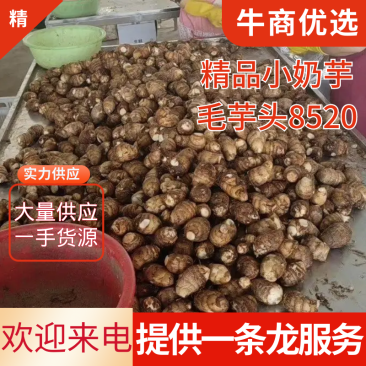 山东毛芋头8520，小奶芋。基地直发，可发物流。