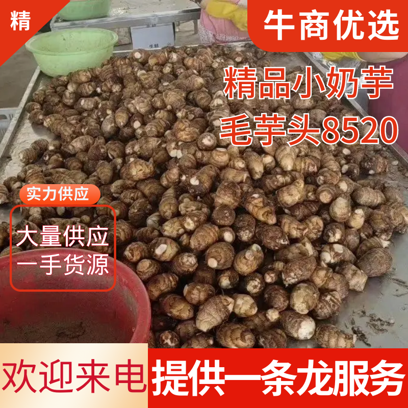 山东毛芋头8520，小奶芋。基地直发，可发物流。