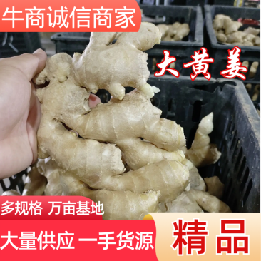 山东大黄姜。山东生姜万亩种植基地。水洗姜，带土姜。