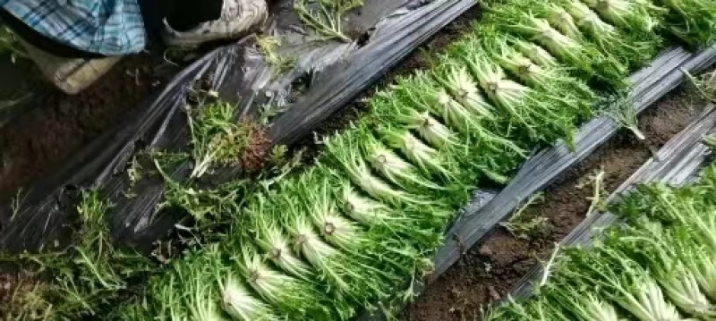 精品苦菊、辽宁万亩基地，保质保量，质优价低