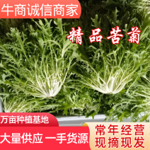 精品苦菊、辽宁万亩基地，保质保量，质优价低
