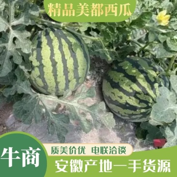 精品美都西瓜原苗，需要的老板联系，本基地有上百亩西瓜