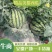 精品美都西瓜原苗，需要的老板联系，本基地有上百亩西瓜