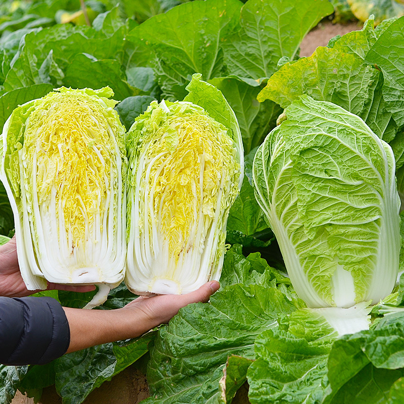 金峰大白菜种子黄芯大白菜种子抗抽薹高抗病早熟春秋黄心大球