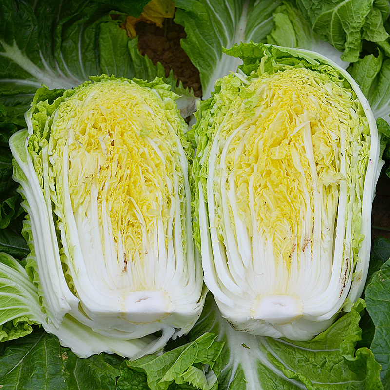 金峰大白菜种子黄芯大白菜种子抗抽薹高抗病早熟春秋黄心大球