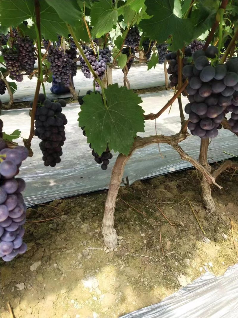【精品推荐】夏黑葡萄大量上市品质保证欢迎来电