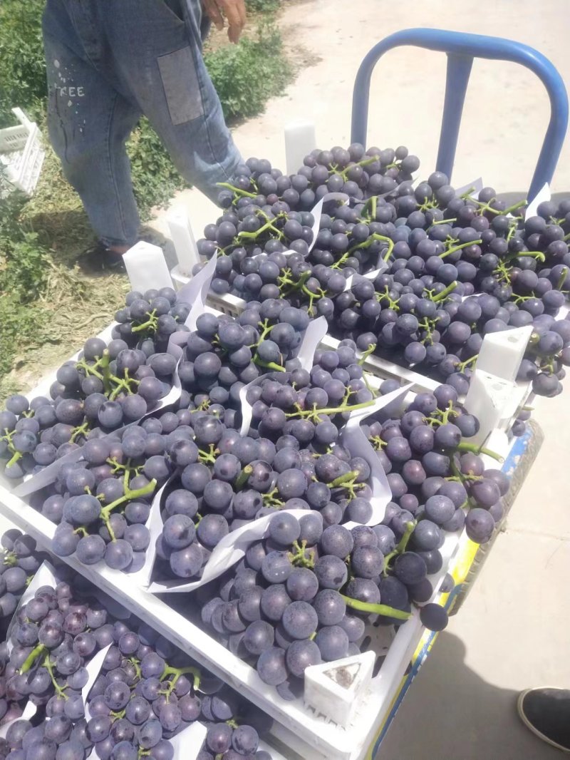 【精品推荐】夏黑葡萄大量上市品质保证欢迎来电