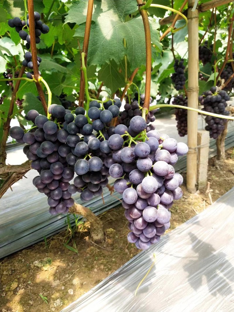 【精品推荐】夏黑葡萄大量上市品质保证欢迎来电