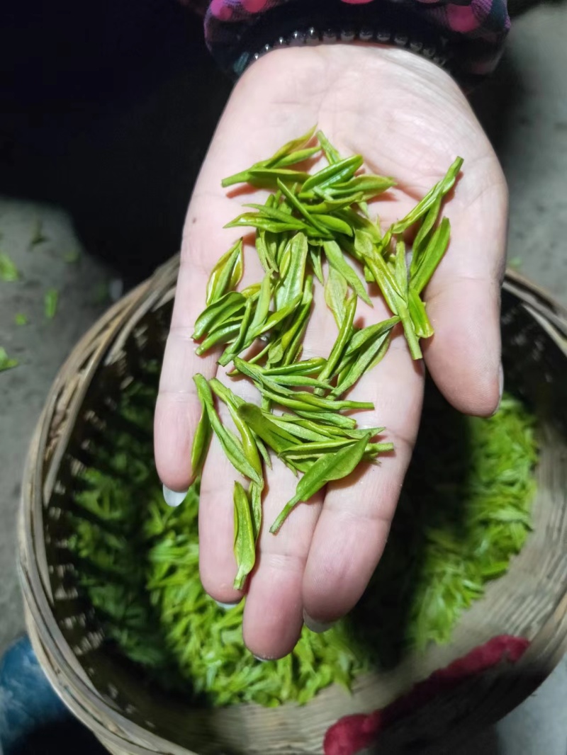 精品高山绿茶纳雍高山茶【翠峰】普洱绿茶口感纯正