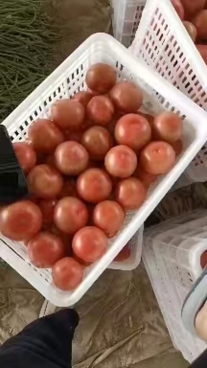 滑县硬粉西红柿，番茄供应各大商超量大从优电联