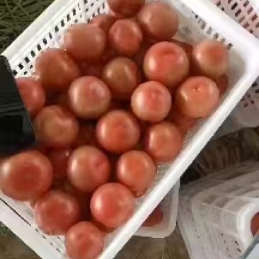 硬粉西红柿精品现货量大从优价格公道电联采购