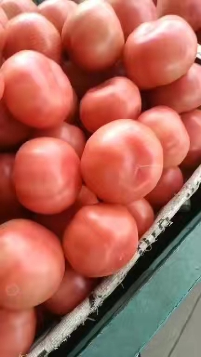 硬粉西红柿精品现货量大从优价格公道电联采购