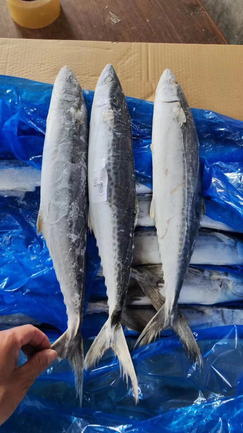 热卖中！马鲛鱼船冻全国发货价格优惠电话联系