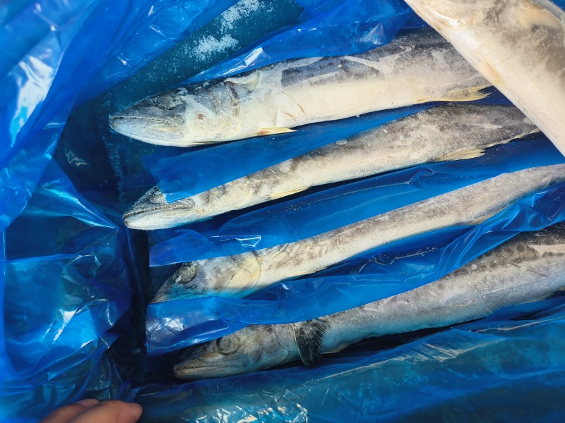 热卖中！马鲛鱼船冻全国发货价格优惠电话联系