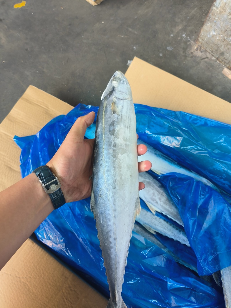 热卖中！马鲛鱼船冻全国发货价格优惠电话联系