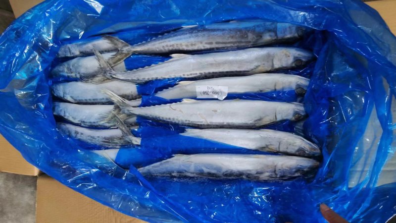 热卖中！马鲛鱼船冻全国发货价格优惠电话联系