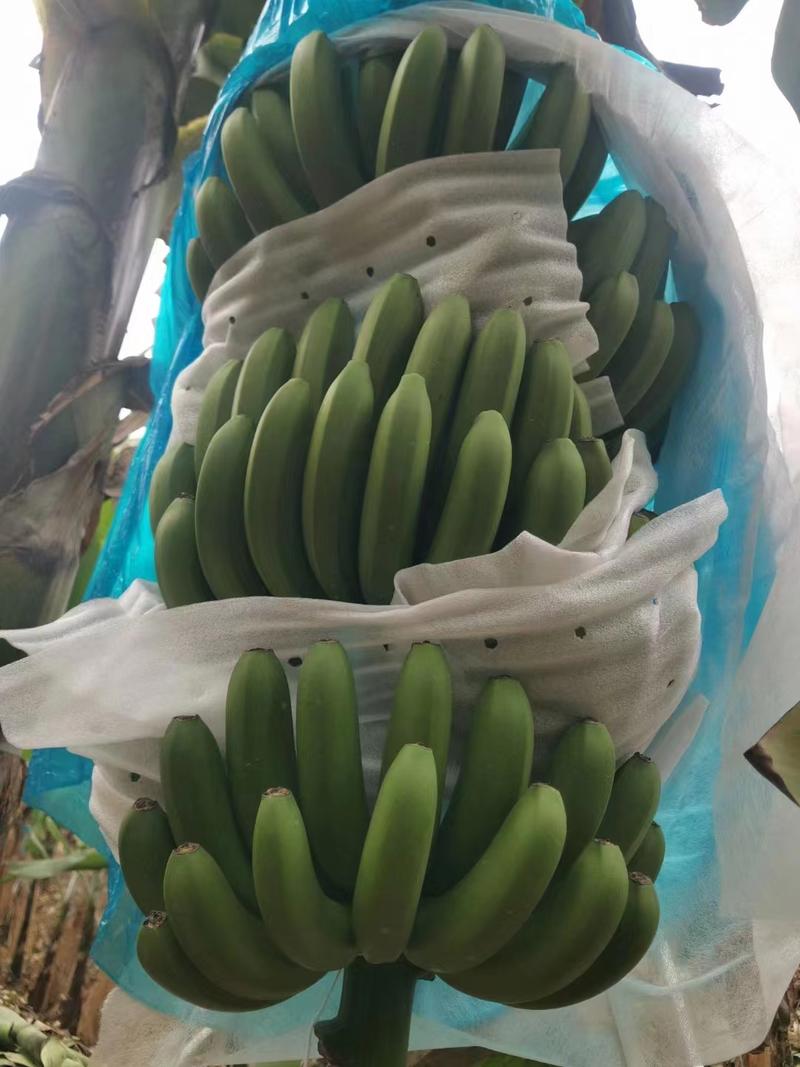 【精品推荐】威廉斯香蕉新鲜上市货源充足欢迎各位