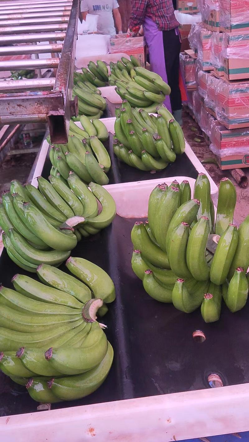 【精品推荐】威廉斯香蕉新鲜上市货源充足欢迎各位