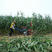厂家批发牧草紫花苜蓿割倒艾草收割机宽幅手扶式稻麦割晒机