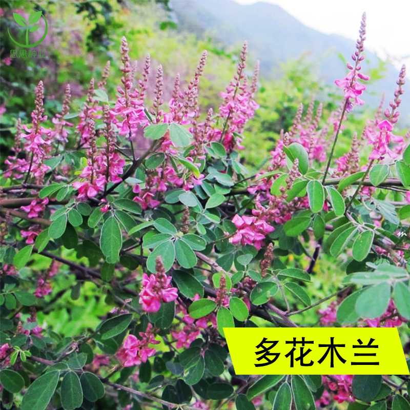 多花木兰种子固土护坡灌木种籽护坡牧草饲料草籽牛羊兔鱼饲用