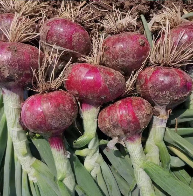 【优质优价】洋葱紫皮洋葱黄皮洋葱大量上市