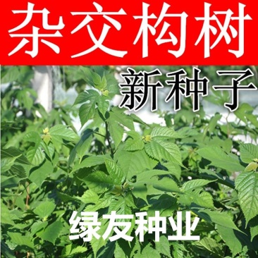 构树种子杂交构桃树沙纸树构乳树楮树楮实子谷木谷浆树矿荒山