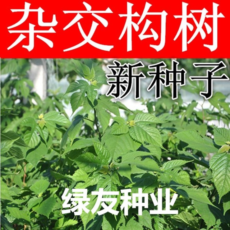 构树种子杂交构桃树沙纸树构乳树楮树楮实子谷木谷浆树矿荒山