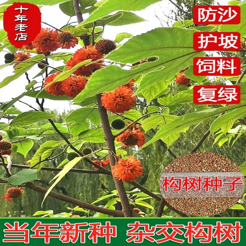 构树种子杂交构桃树沙纸树构乳树楮树楮实子谷木谷浆树矿荒山