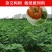 构树种子杂交构桃树沙纸树构乳树楮树楮实子谷木谷浆树矿荒山