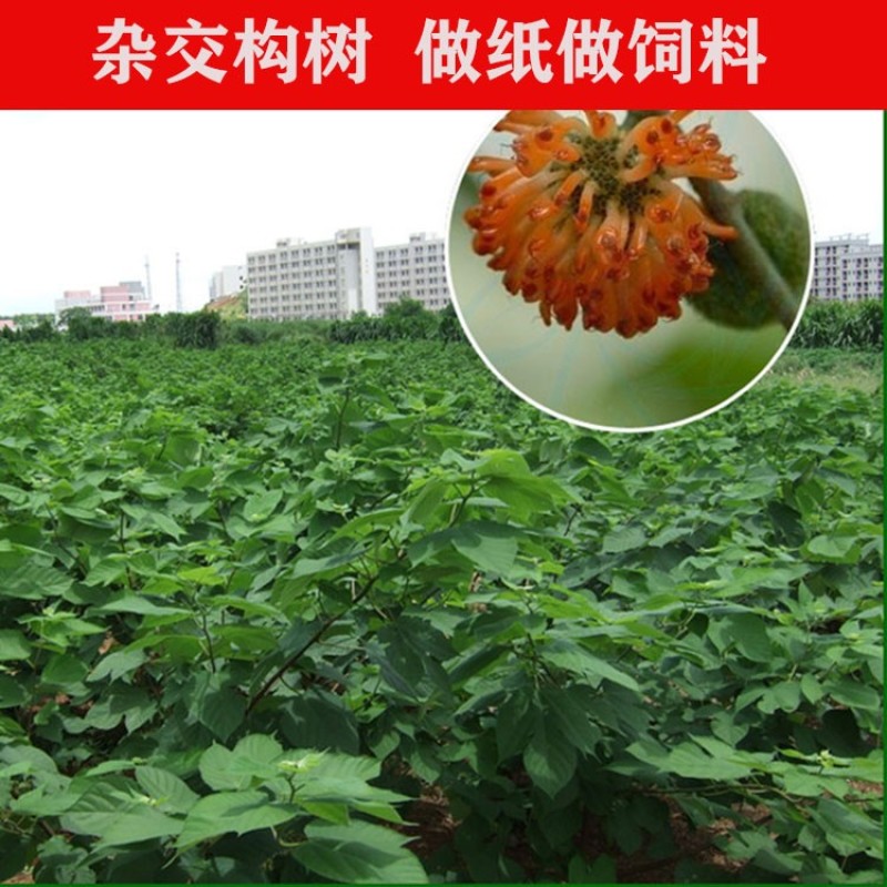 构树种子杂交构桃树沙纸树构乳树楮树楮实子谷木谷浆树矿荒山