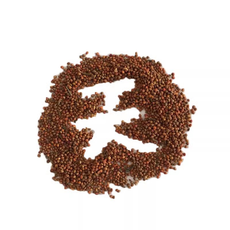 构树种子杂交构桃树沙纸树构乳树楮树楮实子谷木谷浆树矿荒山
