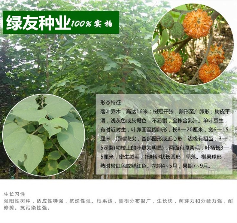 构树种子杂交构桃树沙纸树构乳树楮树楮实子谷木谷浆树矿荒山