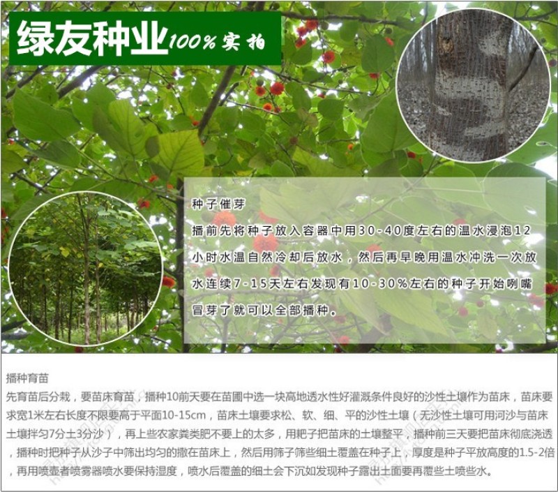 构树种子杂交构桃树沙纸树构乳树楮树楮实子谷木谷浆树矿荒山