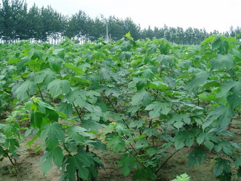 构树种子杂交构桃树沙纸树构乳树楮树楮实子谷木谷浆树矿荒山