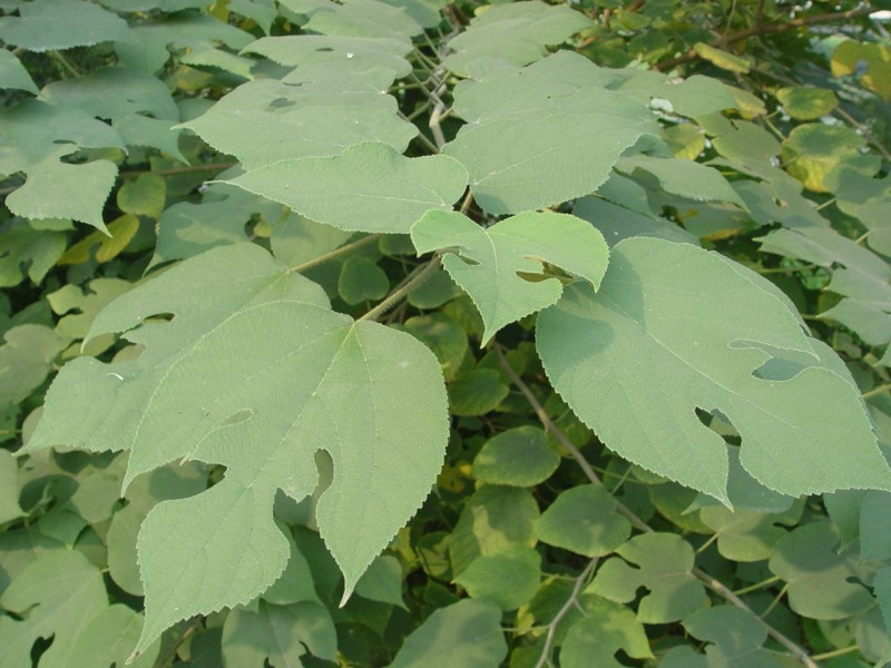 构树种子杂交构桃树沙纸树构乳树楮树楮实子谷木谷浆树矿荒山