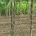 构树种子杂交构桃树沙纸树构乳树楮树楮实子谷木谷浆树矿荒山