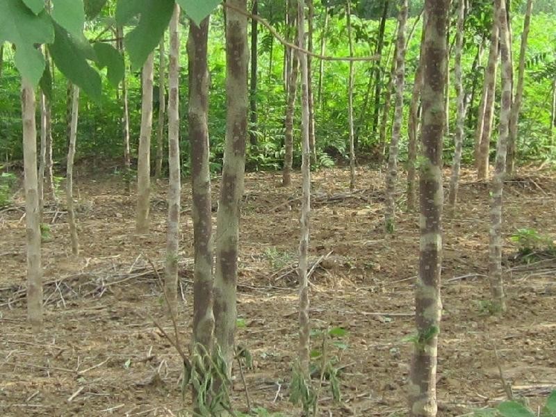 构树种子杂交构桃树沙纸树构乳树楮树楮实子谷木谷浆树矿荒山