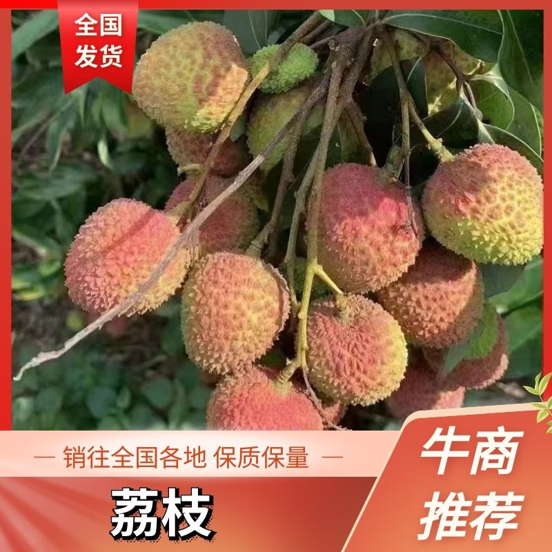 【精品】广西灵山正宗妃子笑荔枝大量上市欢迎来电咨询