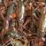 兴化精品小龙虾大量供货质量保证欢迎来电咨询