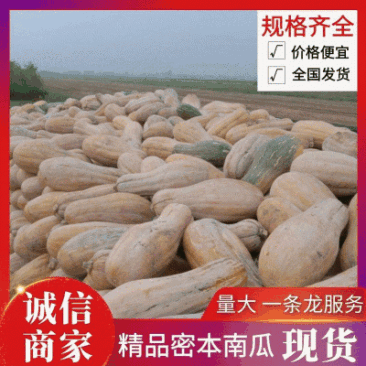 精《江苏南瓜》金韩密本南瓜7斤起步代发全国量大从优