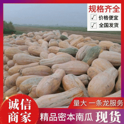 精《江苏南瓜》金韩密本南瓜7斤起步代发全国量大从优