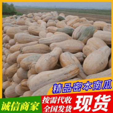 《密本南瓜》产地批发按需代收可全国代发江苏南瓜