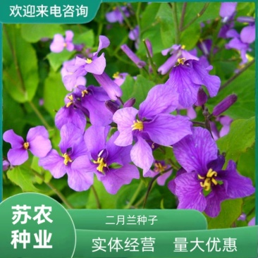 二月兰花种子四季种易活二月兰花籽多年生宿根种子耐阴