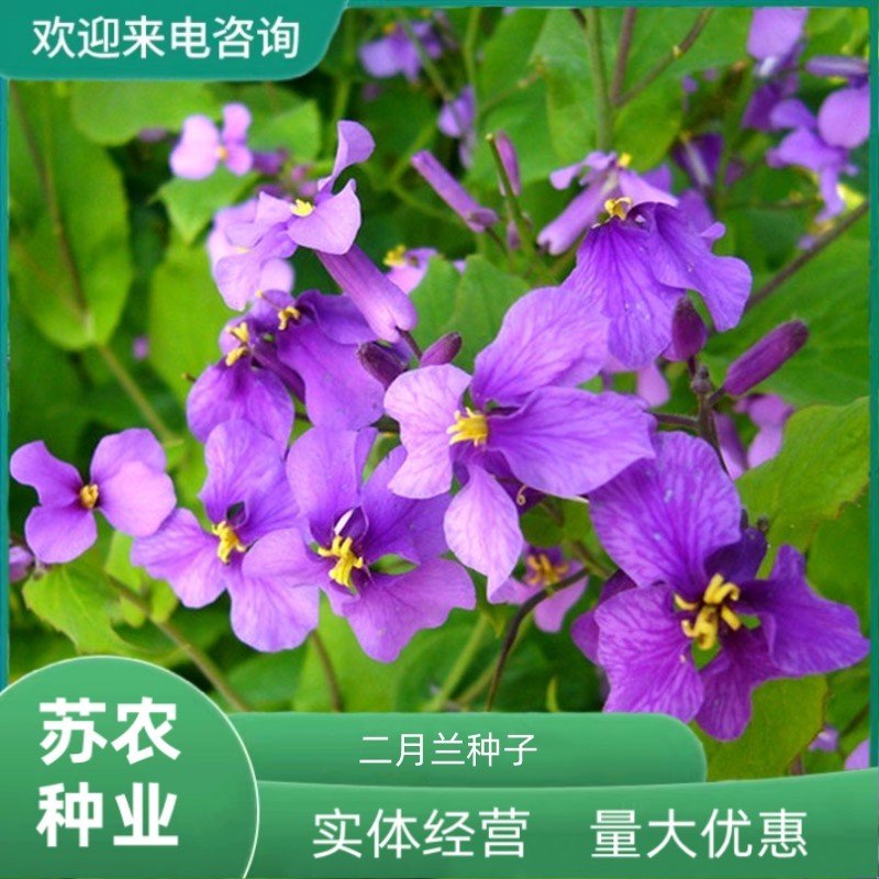 二月兰花种子四季种易活二月兰花籽多年生宿根种子耐阴