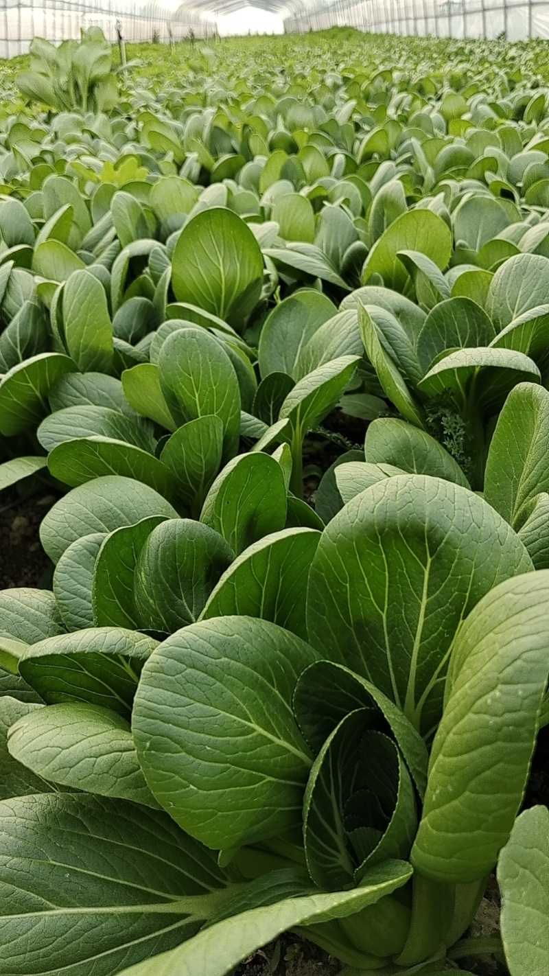 安徽小油菜，上海青，全年有货，全国代发，大量供应