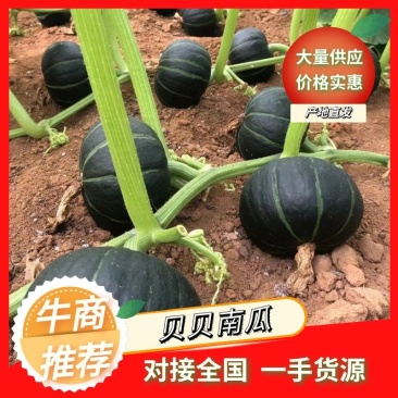 江苏贝贝花板栗南瓜产地直发，市场货，电商货欢迎前来咨询