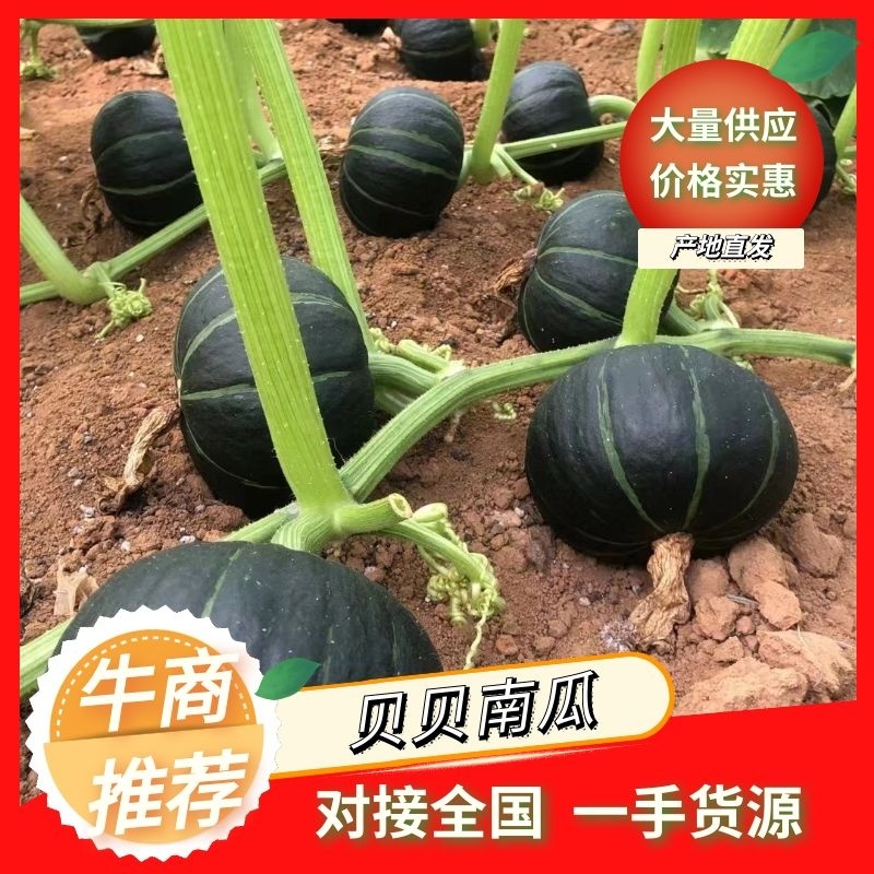 江苏贝贝花板栗南瓜产地直发，市场货，电商货欢迎前来咨询
