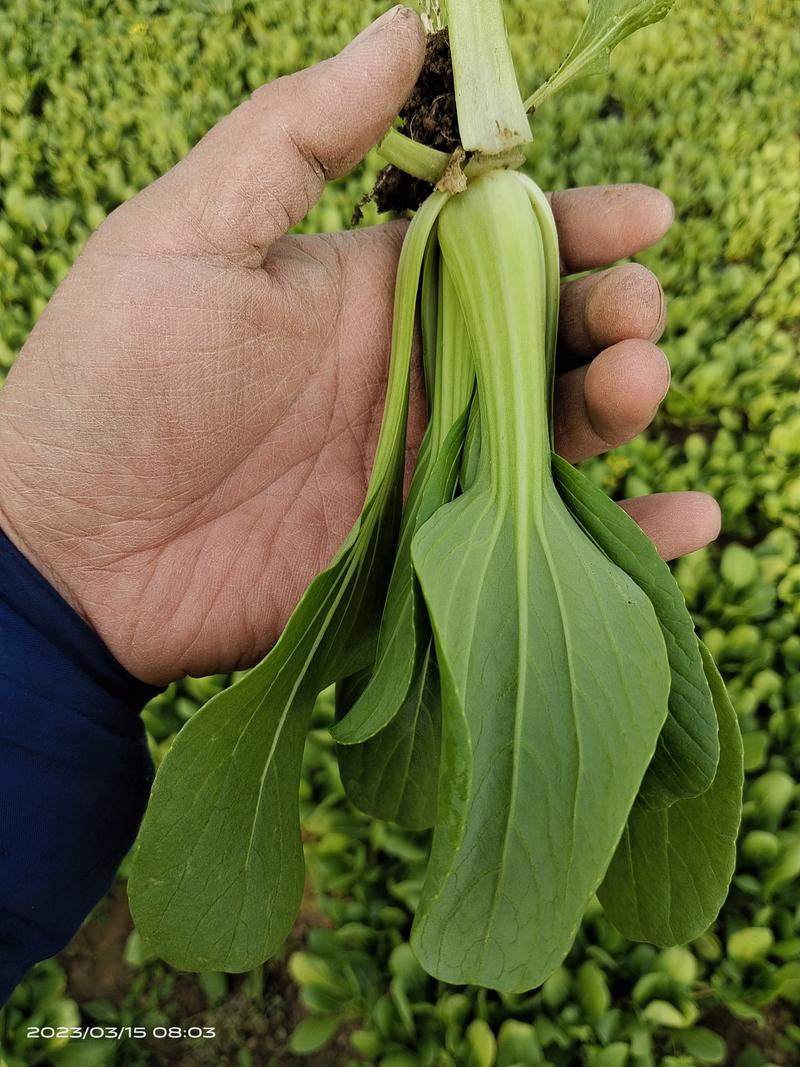 上海青小油菜大量供应，常年经营，大量有货，价格低