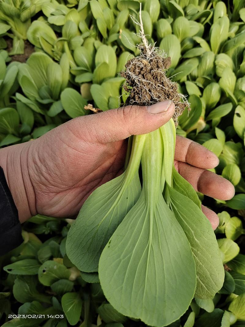 上海青小油菜大量供应，常年经营，大量有货，价格低